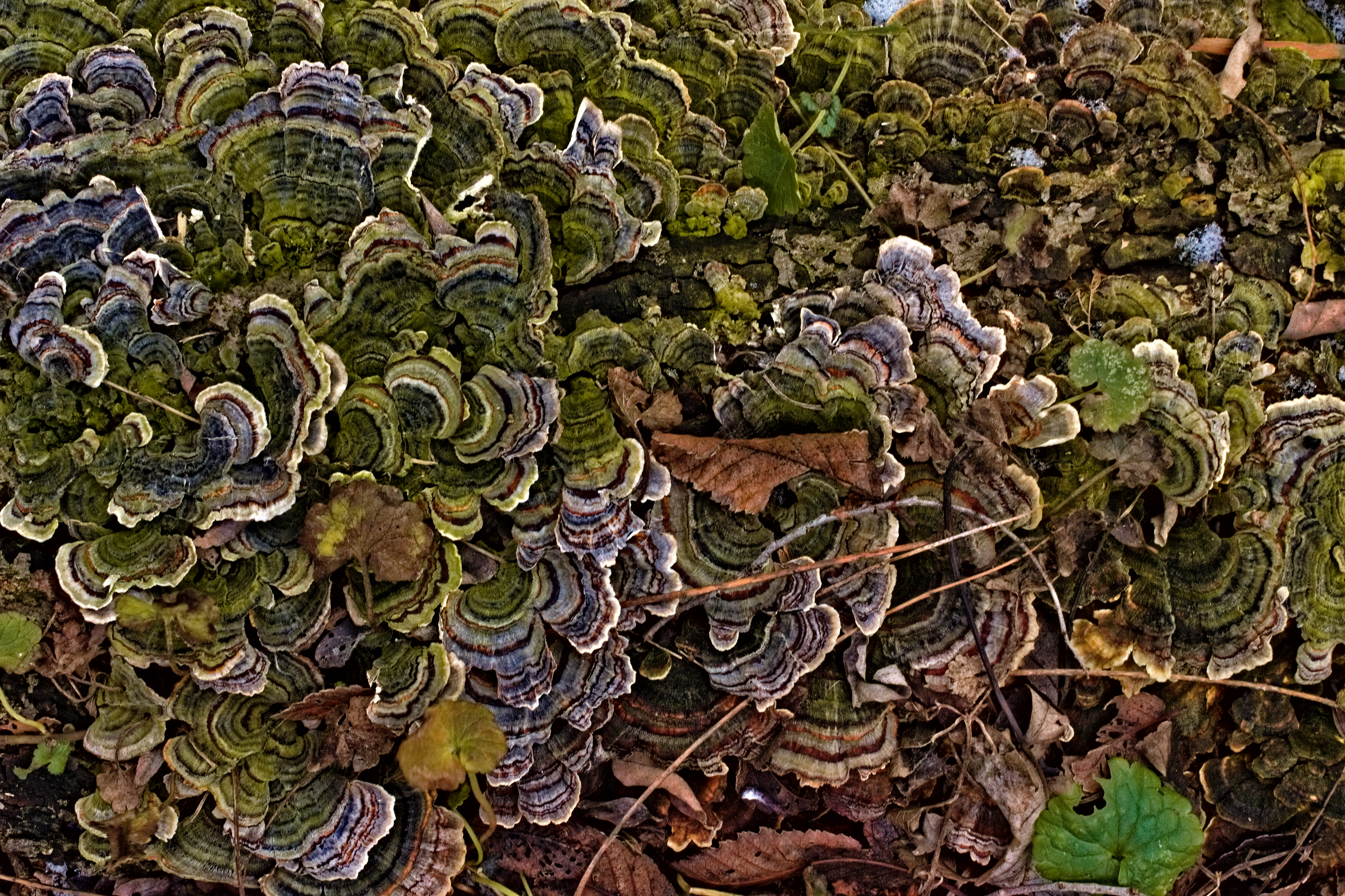 Image of a fungal growth with ridges of various earthy colors- green, gray, and beige.